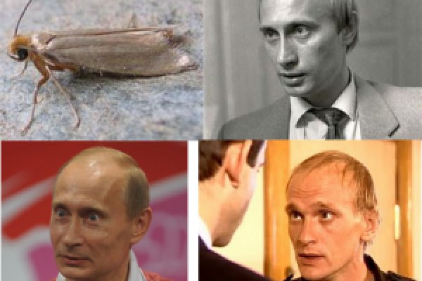 Кракен продажа